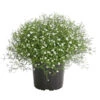 Mauer-Schleierkraut -Markenqualität 8824047 WE FS 001 GypsophyllaSchleierkrautT13 DehnerExpressHerzig