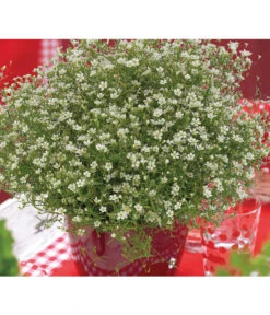 Mauer-Schleierkraut -Markenqualität 8824047 WE MO 001 GypsophilaMuralisFleurWhiteFlorensis