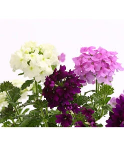 Eisenkraut-Trio 8 Eisenkraut-Trio -Markenqualität 8827388 WE DE 001 EisenkrautVerbenaHybrideTrioT13OWDehnerExpressHerzig