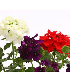 Eisenkraut-Trio 9 Eisenkraut-Trio -Markenqualität 8827388 WE DE 002 EisenkrautVerbenaHybrideTrioT13OWDehnerExpressHerzig