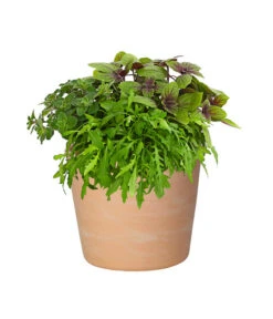 Dehner Terrakotta-Übertopf Siena, Rund -Markenqualität 8842866 PR FS 001 KraeuterTrioPizzaPastaMixT17DehnerExpressHerzig