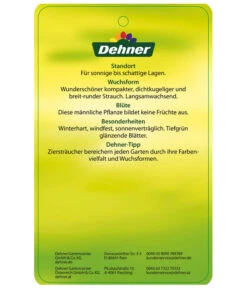 Stechpalme 'Heckenstar' -Markenqualität AmerikanischerIlexHeckenstar Etikett 2